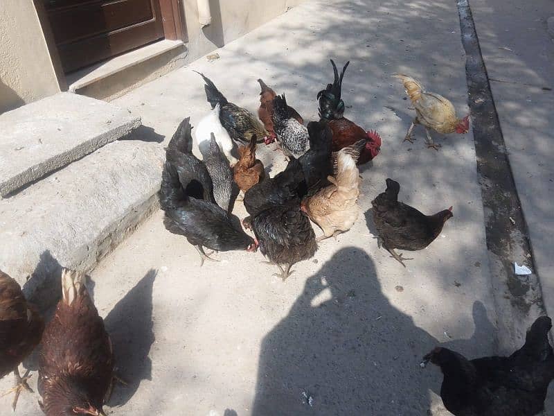 lohman brown+golden misri+Austrolop hens for sale 8