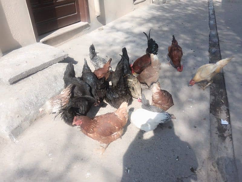 lohman brown+golden misri+Austrolop hens for sale 9