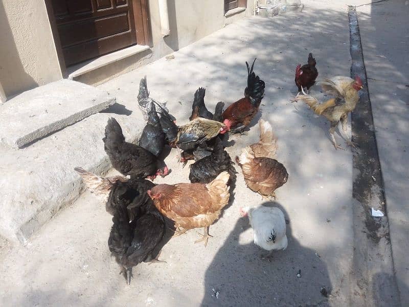 lohman brown+golden misri+Austrolop hens for sale 10