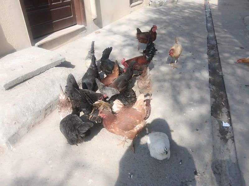 lohman brown+golden misri+Austrolop hens for sale 11