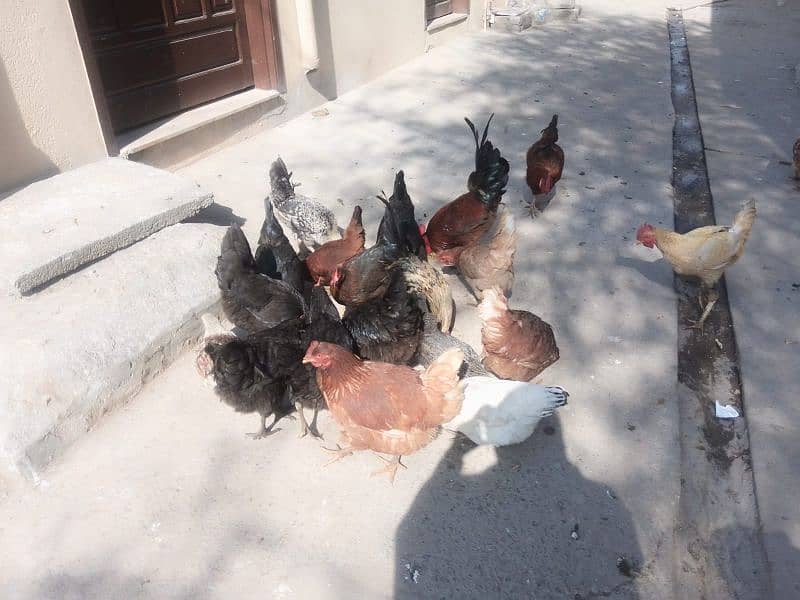 lohman brown+golden misri+Austrolop hens for sale 12