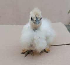 Silkie Chicks 1 Month