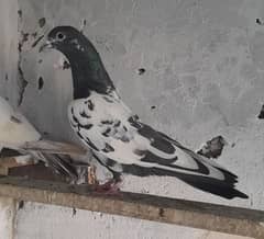 pigeon band ank kamagar female ? 03224690184