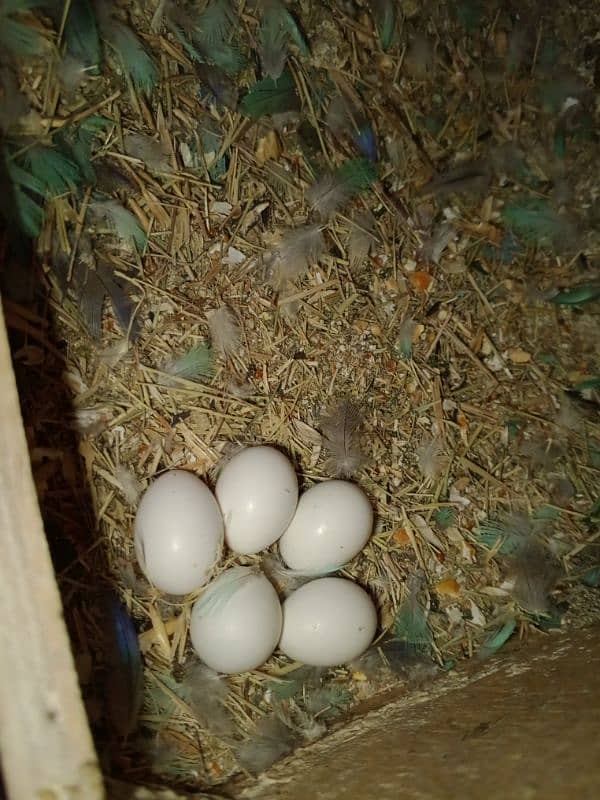 BREEDER PAIR WITH CHICK EGGS 4