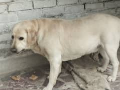 Labrador Extreme Breed