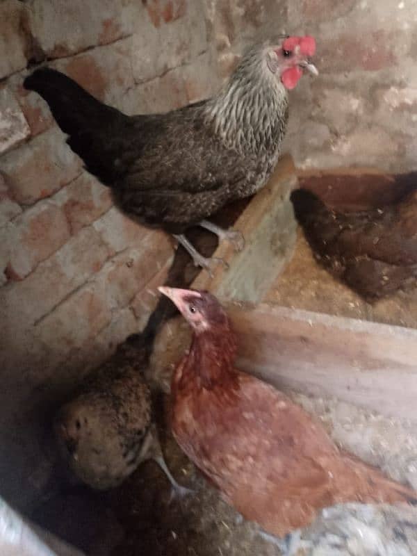 Desi hens 8