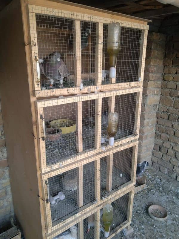 birds cage 0