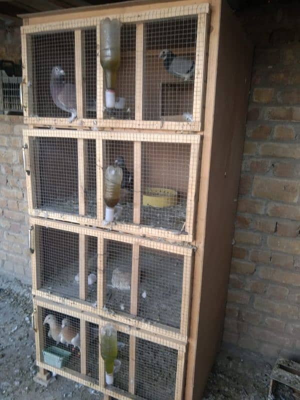 birds cage 2