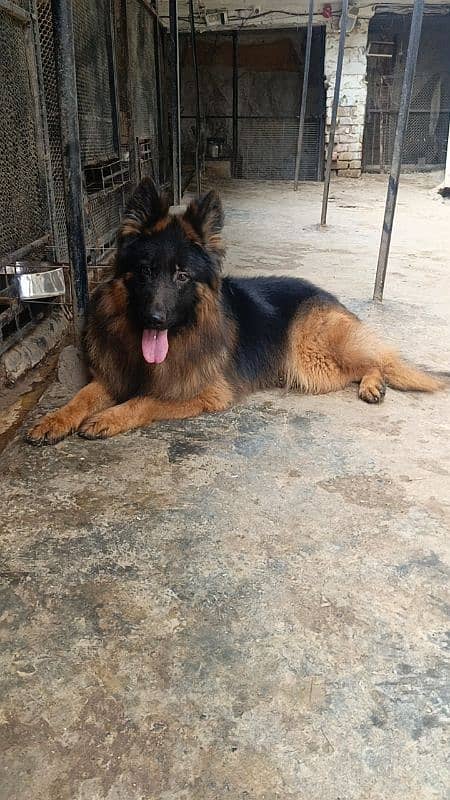 German Shepherd For stud only 2