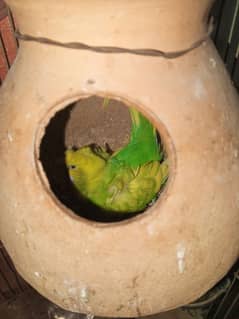 3 PCs hogoromo,  breeding pots for sale