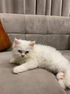 3.5 month old cat for sale.