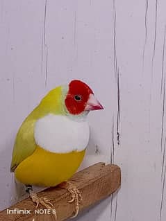 Gouldian