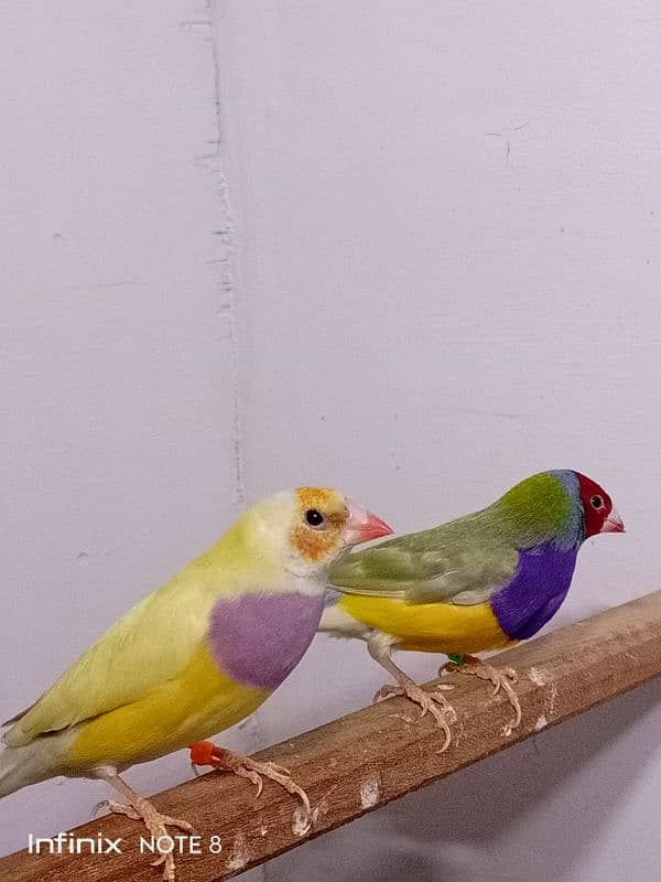 Gouldian Adult pairs 1