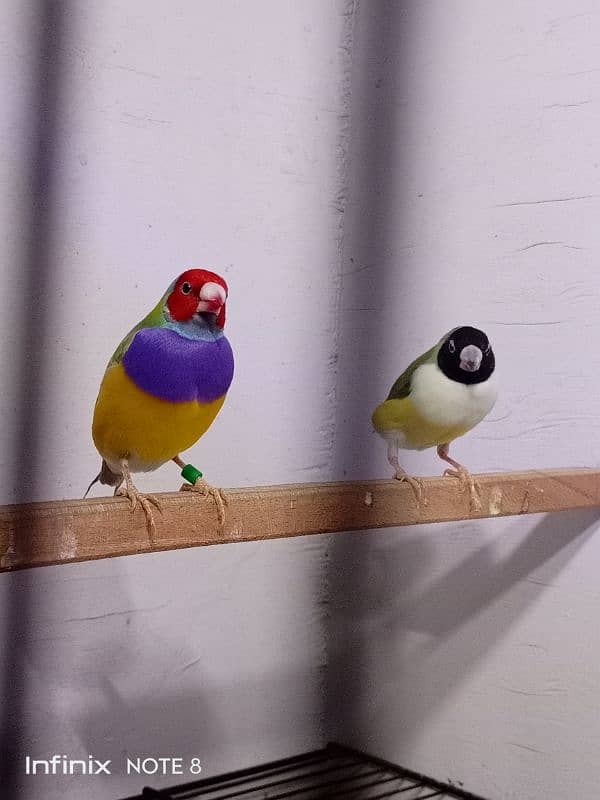 Gouldian Adult pairs 2