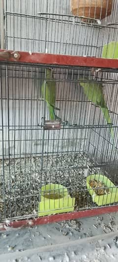 green parrot pair for sale