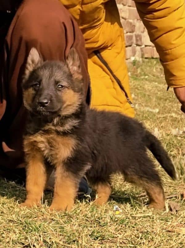 German Shepherd double coat female age 2 month for sale 0