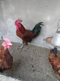 Rhode island red ( Dasi breed)