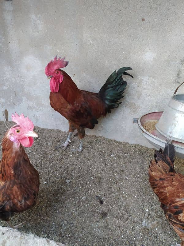 Rhode island red ( Dasi breed) 0