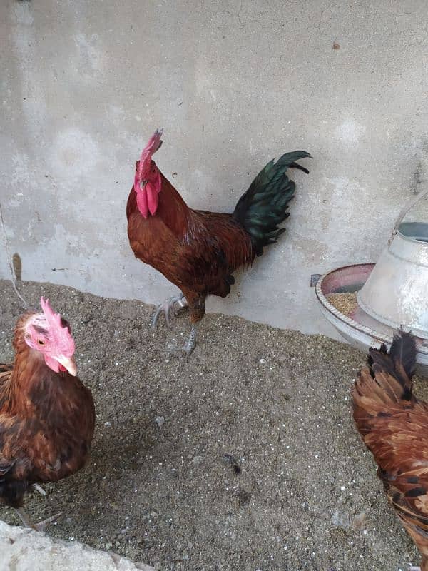 Rhode island red ( Dasi breed) 1