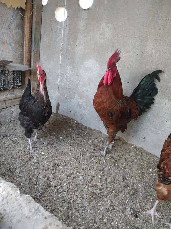 Rhode island red ( Dasi breed) 2