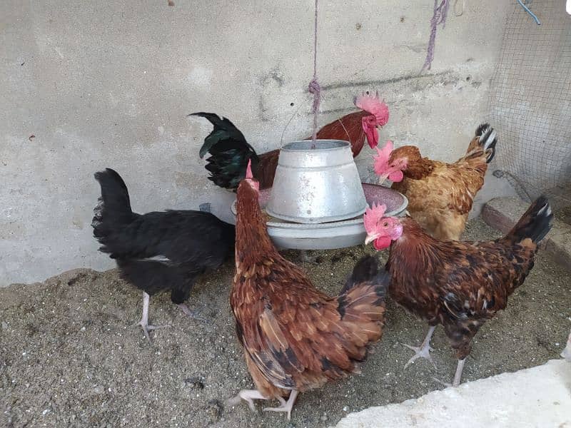 Rhode island red ( Dasi breed) 3