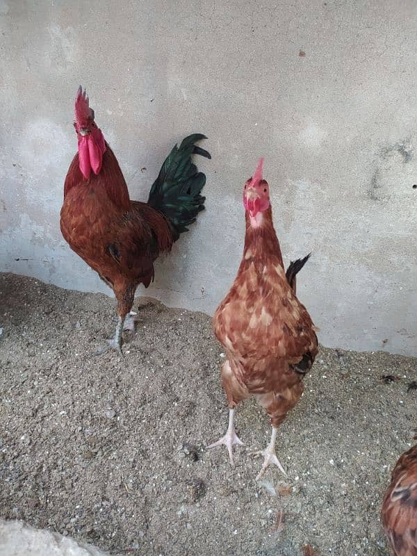 Rhode island red ( Dasi breed) 5