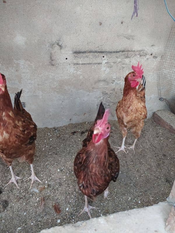 Rhode island red ( Dasi breed) 6