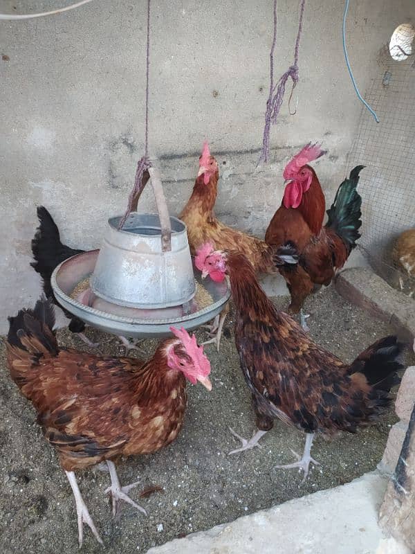 Rhode island red ( Dasi breed) 7