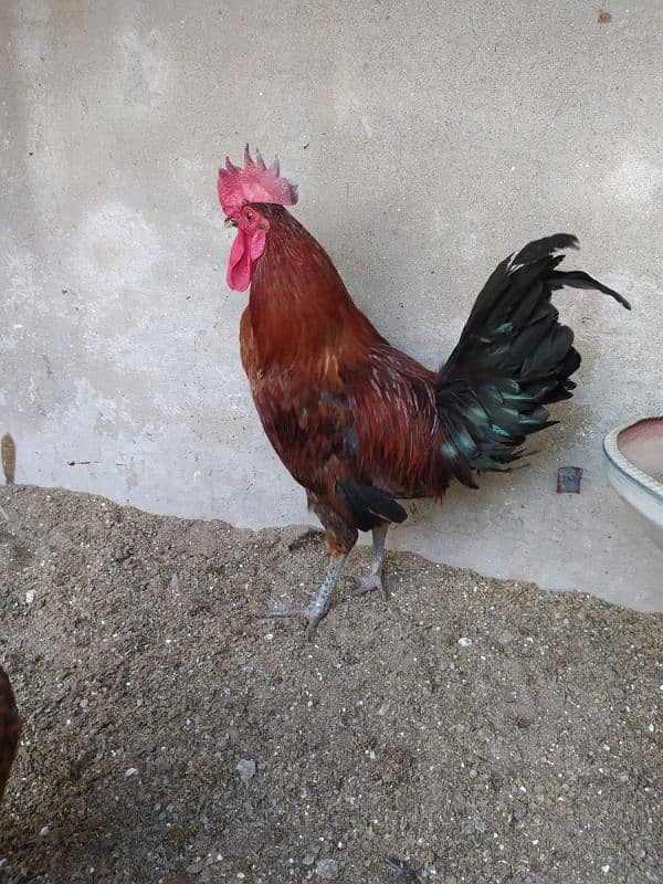 Rhode island red ( Dasi breed) 8