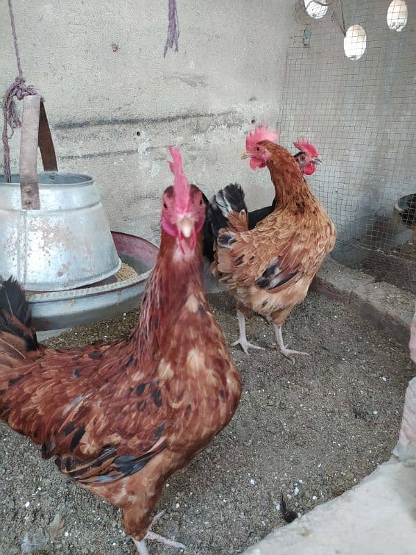 Rhode island red ( Dasi breed) 9