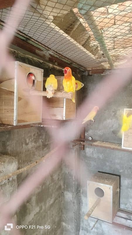 Albino And Luttino Love Birds breeder pair 6