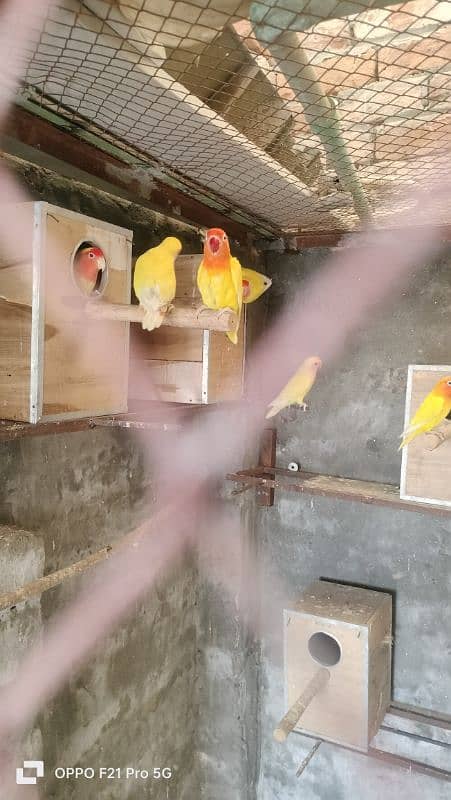 Albino And Luttino Love Birds breeder pair 7