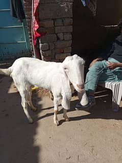 goat for sale