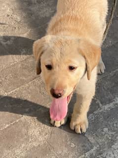 Labrador retriever fawn color