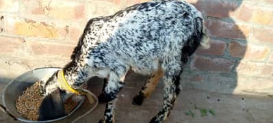 2 goats female available for sale, Ist 11 months, 2nd 3.6