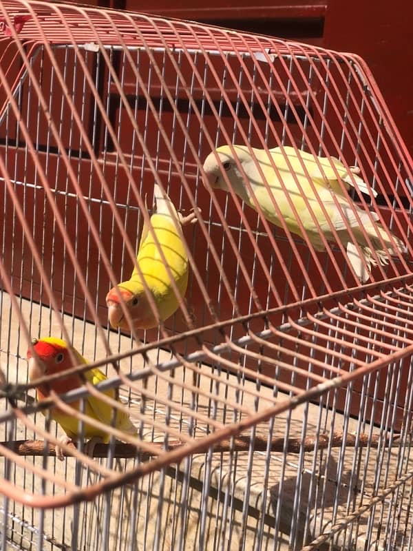 love birds for sale pathay 1