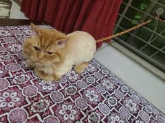 Persian male cat