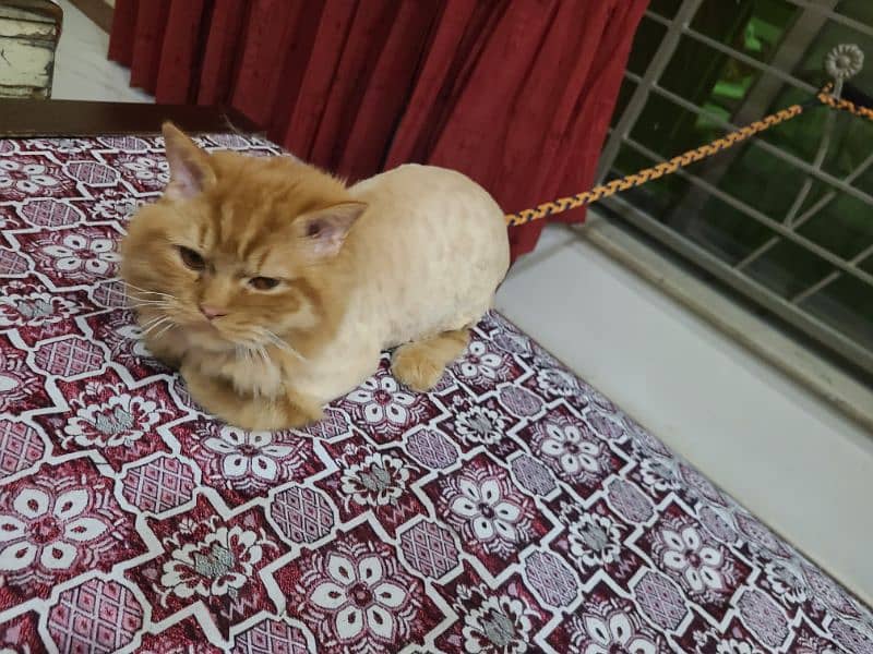 Persian male cat 0