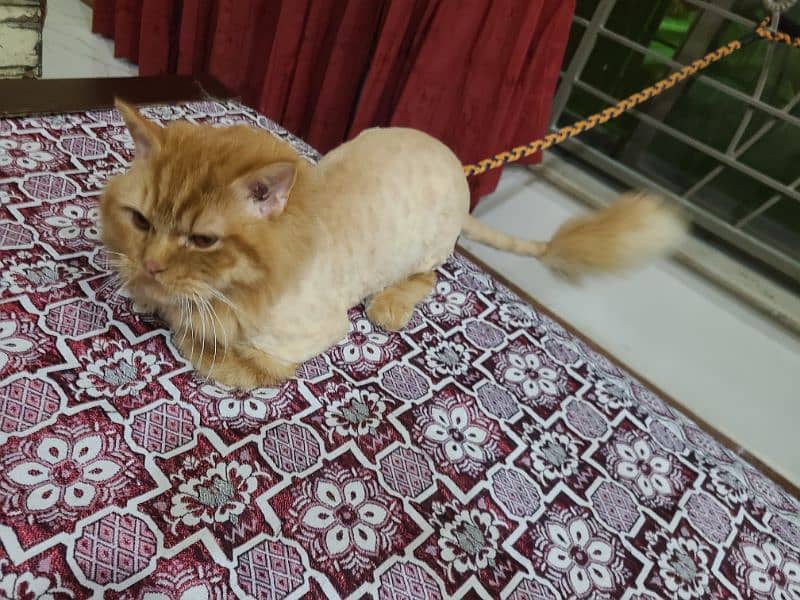 Persian male cat 1