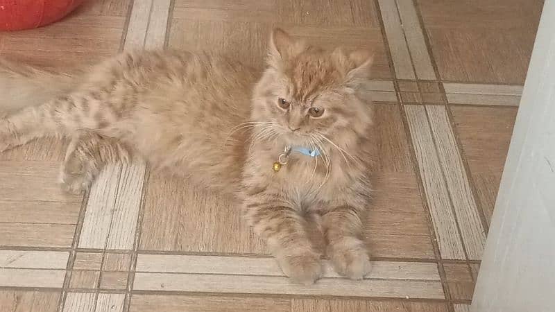 Persian male cat 2