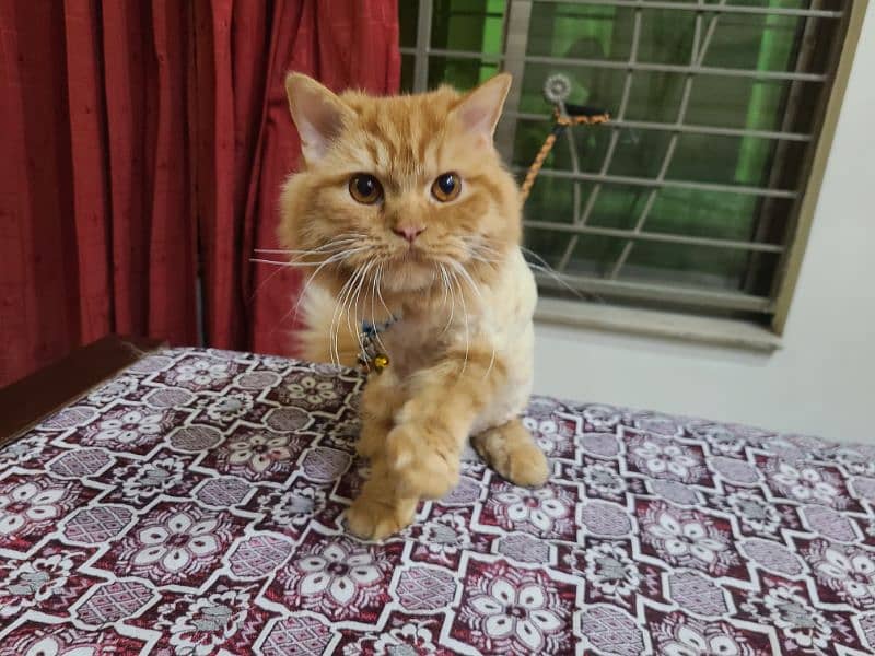 Persian male cat 3