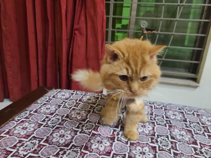 Persian male cat 4