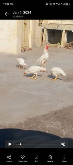 Heera Aseel Chicks