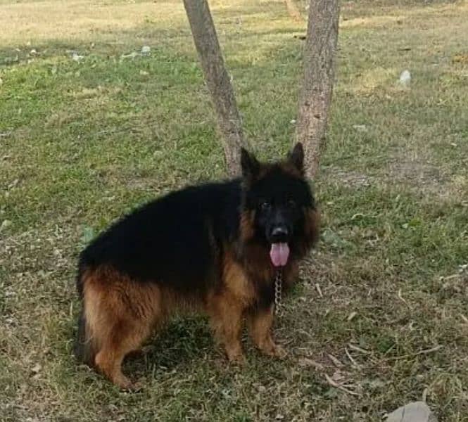 German Shepherd For stud only 0