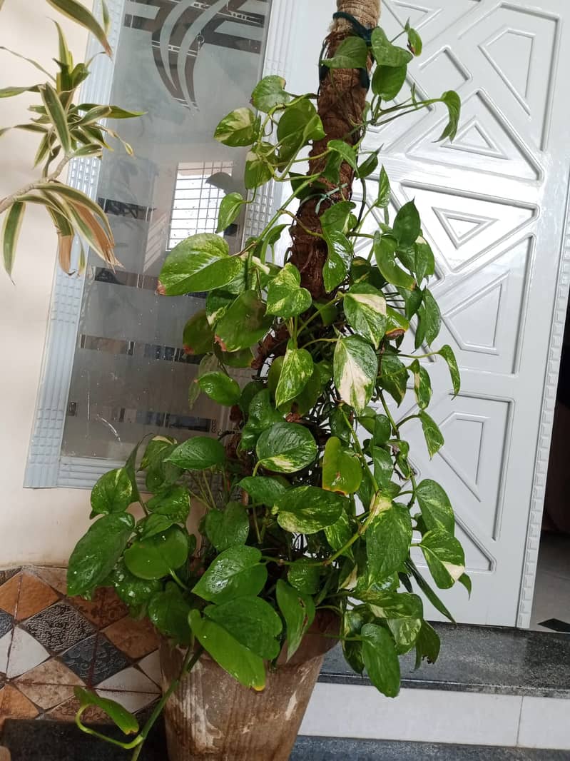 Money Plant 1