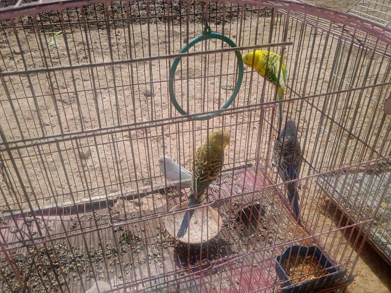 Australian parrots. 2 pairs 0