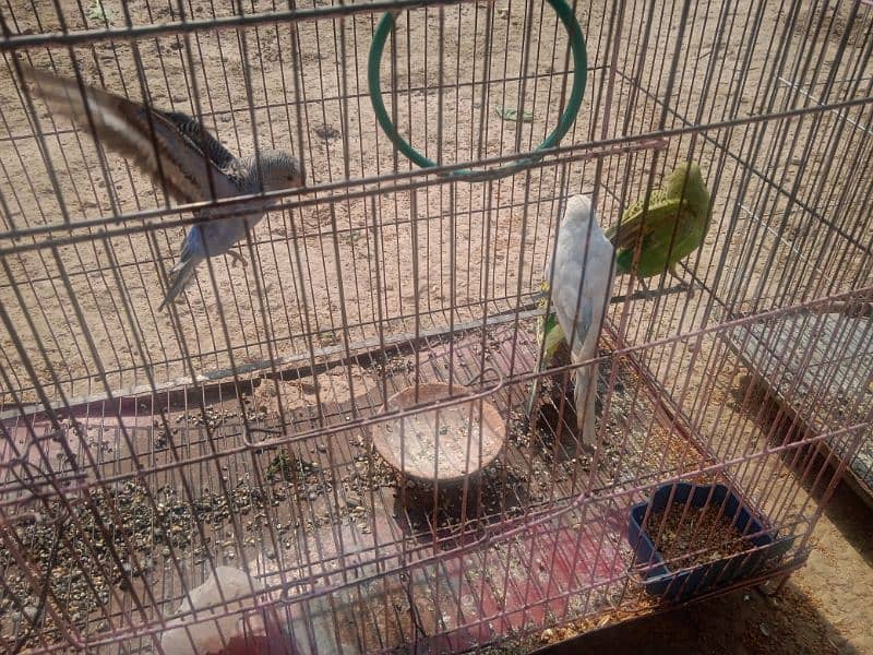 Australian parrots. 2 pairs 1