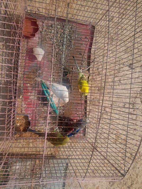 Australian parrots. 2 pairs 2