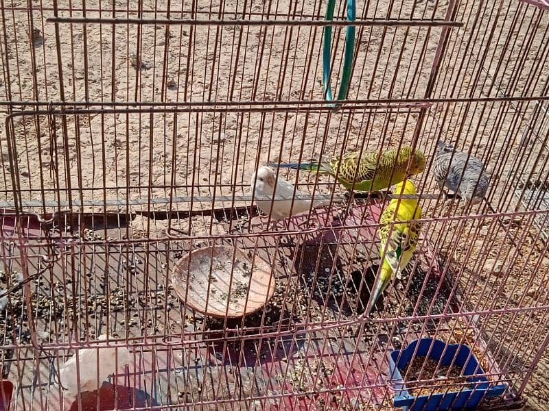 Australian parrots. 2 pairs 3