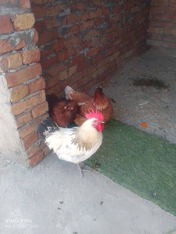 2 murghiyu 1 murgha for sale 10000 me final price seriousl log rabta k 3